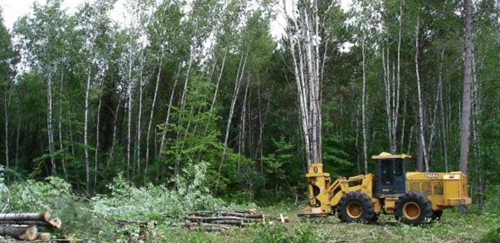 Feller buncher logging timber