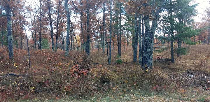 Forest management in Douglas County