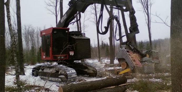 timber logging operations
