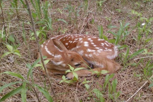Fawn, building foot plots