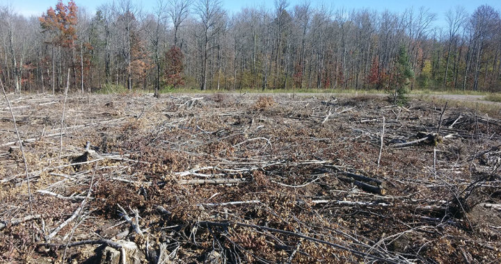 Logging site without biomass processing and cleanup